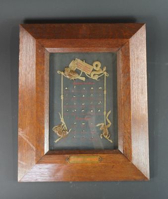 Anatomie comparée, cadre avec osselets de l'ovie et columell…