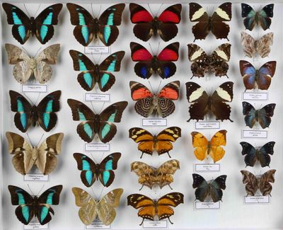 de nombreux types de papillons différents présentés dans une vitrine