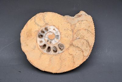 Fossile d'ammonite. Longueur: 11 cm.