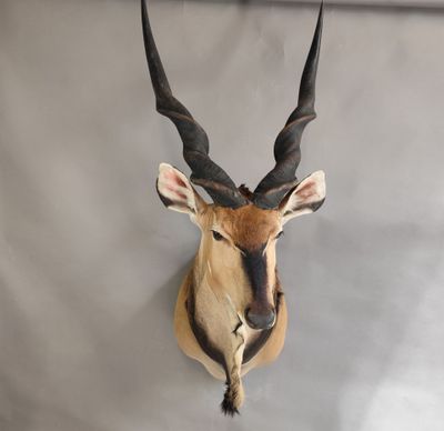 une tête d'antilope accrochée au mur d'une pièce