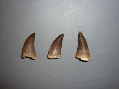 trois dents de requin sont représentées en rangée sur une surface grise