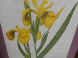 painting of a yellow iris flower in a purple frame on a wooden floor