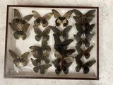 a lot of butterflies that are in a glass case