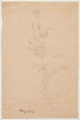 un dessin représentant une plante avec des feuilles et des fleurs