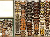 de nombreux types de papillons exposés dans une vitrine
