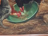a painting of chickens eating from a bowl on the floor