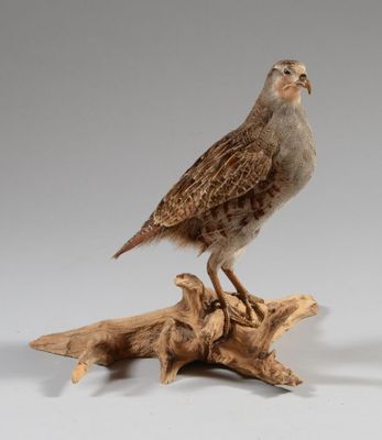 deux oiseaux perchés sur un morceau de bois à côté d'un autre morceau de bois