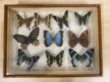 a lot of butterflies that are in a wooden frame