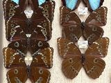 many butterflies in a display case on the wall