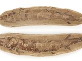 pair of fossilized fish on a white surface with a white background
