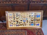 a picture of a picture of a collection of butterflies on display