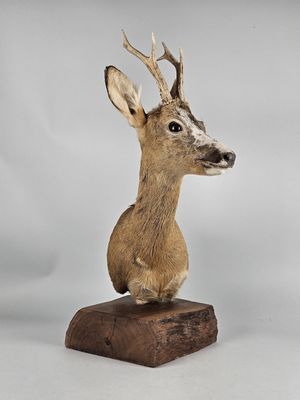 deer head mounted on a wooden base on a white background