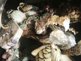 shells and shells in a black container on a table