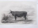 a drawing of a cow in a field with mountains in the background