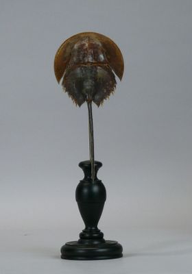 an image of a horseshoefish shell on a black vase