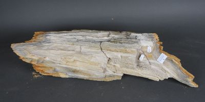 BOIS PETRIFIE. Important fragment.