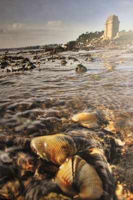 de nombreux coquillages sur la plage, près de l'eau