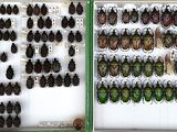 many beetles that are on the wall in the room