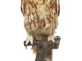 un hibou perché sur une branche d'arbre