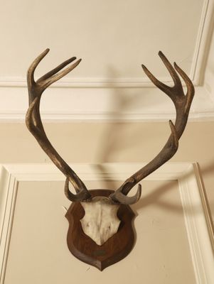 a deer ' s head mounted on the wall of a house