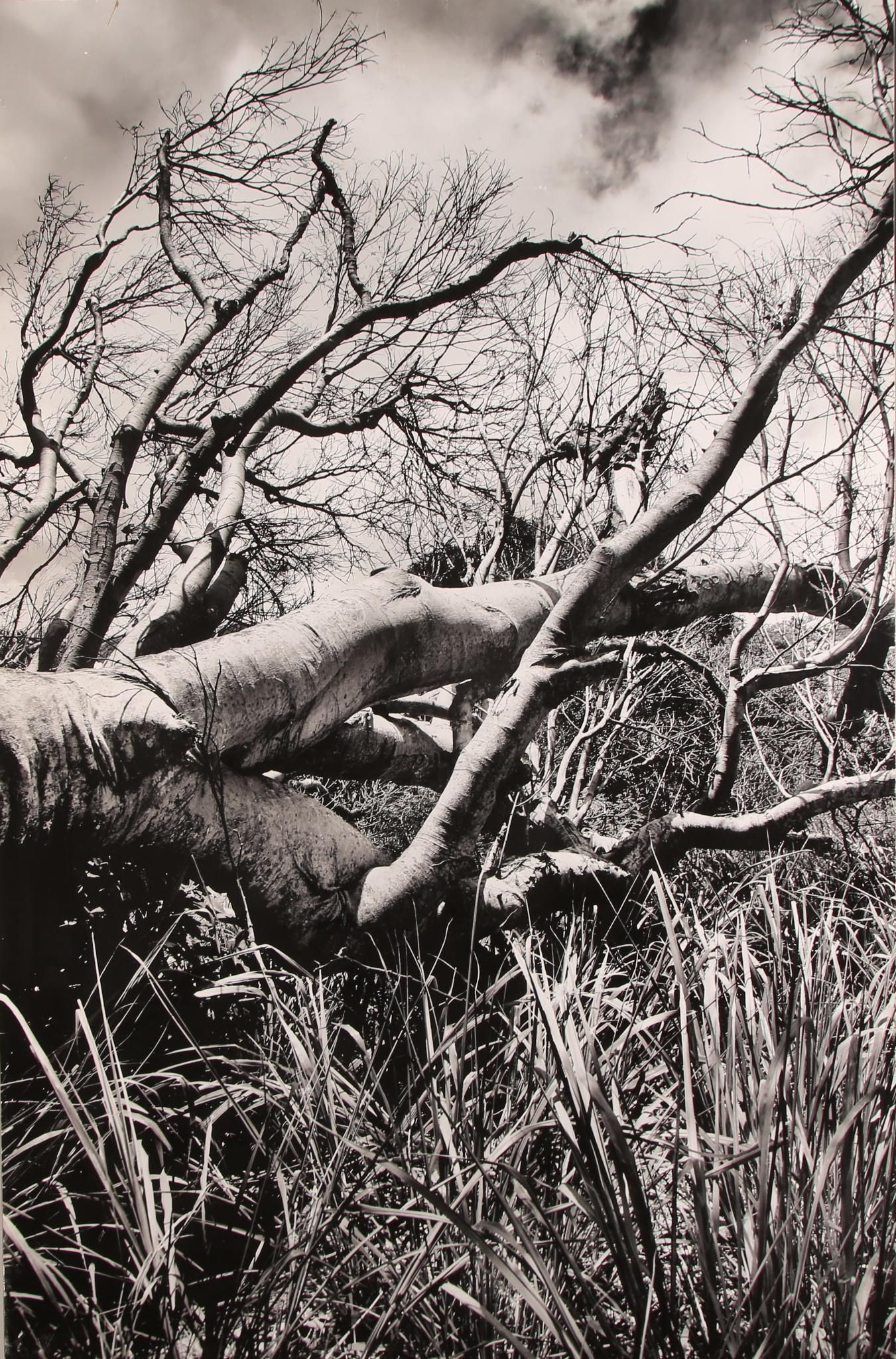 Marco CELLA (XX - XXIème s ) "Dying Nature", I/7, 2008 Photographie contrecollée sur panneau Signée, datée et numérot...