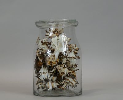 a glass jar filled with a lot of bugs