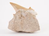 a small rock with a tooth sticking out of it