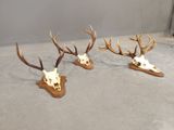 three deer skulls with antlers mounted on a wooden base