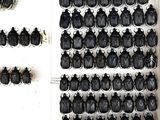 a lot of bugs that are hanging on the wall