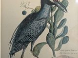 a picture of a bird that is standing in the grass