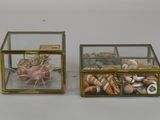 two glass boxes with shells inside of them on a table
