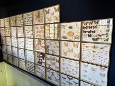 un mur sur lequel se trouvent de nombreux insectes de toutes sortes