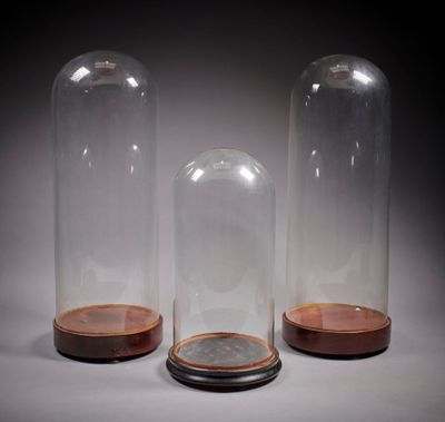three glass cloches with wooden bases on a white surface