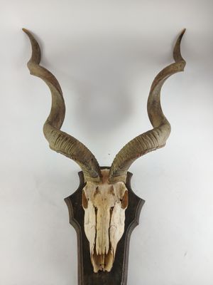 une tête d'antilope empaillée accrochée au mur, avec de grandes cornes