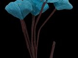some blue flowers on a black background with a black background