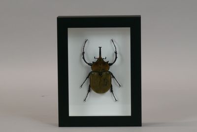 the insect is in a black frame with a white background