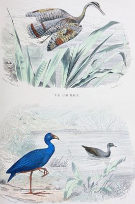 deux oiseaux qui se tiennent ensemble dans l'eau