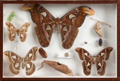 de nombreuses espèces différentes de papillons de nuit exposées dans une vitrine