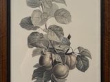 an image of a painting of a branch of a tree with fruit on it