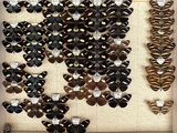 many different types of butterflies displayed in a display case