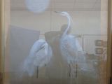 une photo montrant deux oiseaux posant devant un tableau
