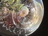 un gros plan sur un verre d'eau contenant une fleur