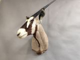 an antelope head mounted on a wall in a room