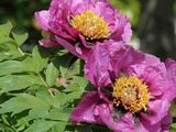 deux fleurs roses qui fleurissent dans le jardin