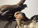 two birds that are standing next to each other