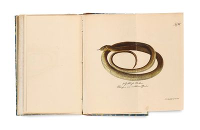 un livre ouvert sur lequel est dessiné un serpent