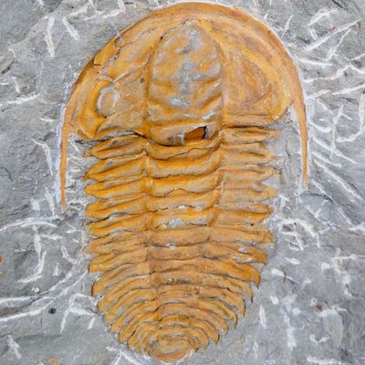 an image of a triloptus fossil on a stone wall