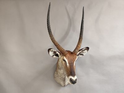 une tête d'antilope accrochée au mur sur un fond blanc