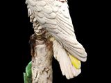 a white bird that is sitting on top of a tree branch