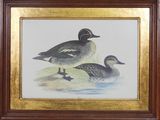tableau représentant un couple de canards, encadré et accroché au mur